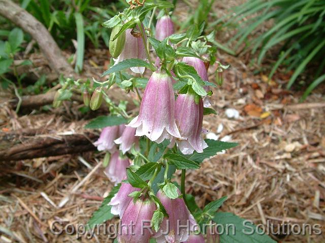 Campanula pink